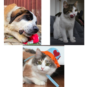 Dolly S&uuml;sl&uuml; Pakize